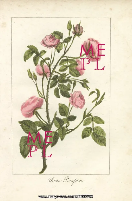 : Pink button rose, rose pompon, Rosa pomponia : Pink button rose, rose pompon, Rosa pomponia