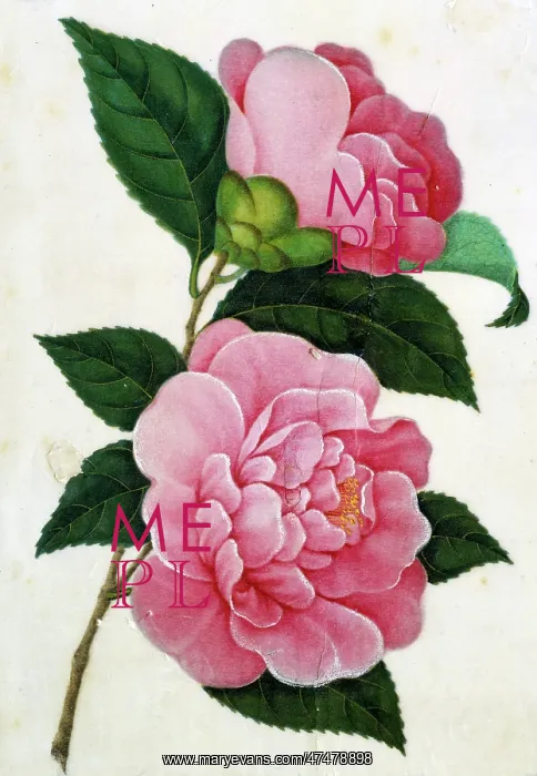  : Two Pink Camellias