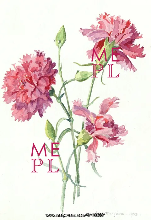  : Three Pink Carnations