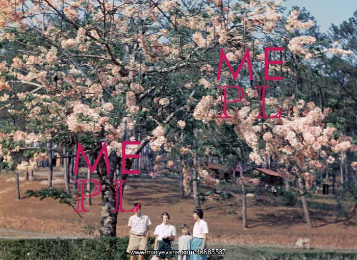 : Pink cassia in Kalaw - Rangoon : Pink cassia in Kalaw - Rangoon