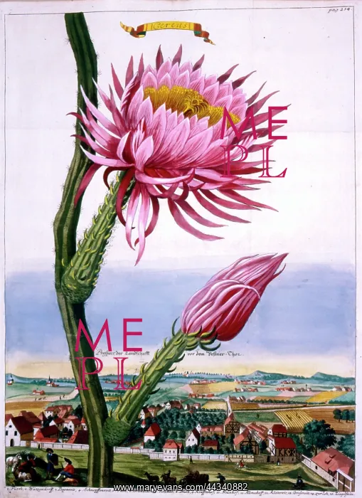  : Pink Cereus Flower