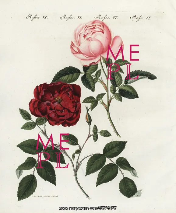 : Pink and crimson everblooming roses, Rosa semperflorens : Pink and crimson everblooming roses, Rosa semperflorens