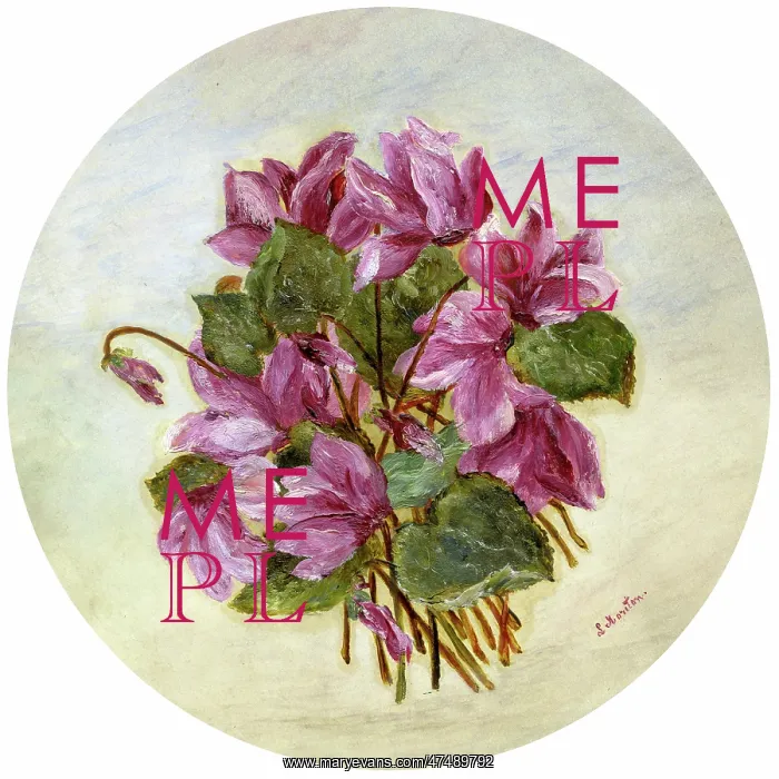  : Pink Cyclamen