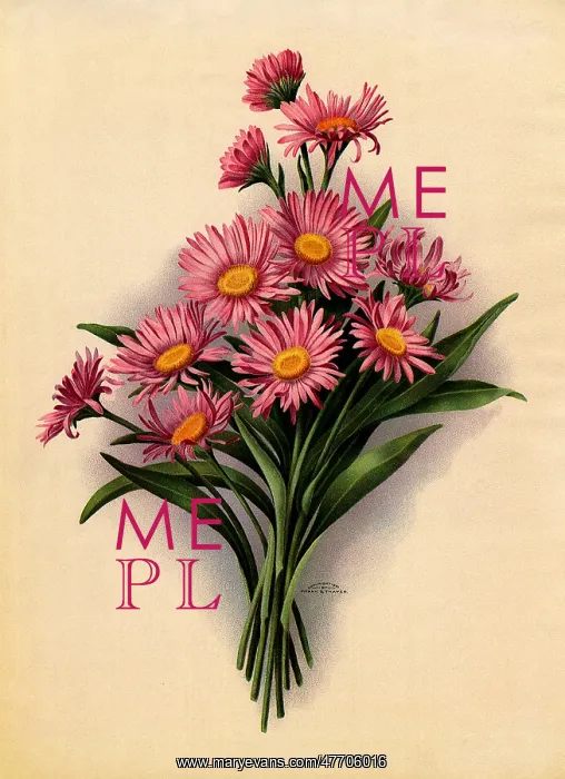  : Pink Daisies