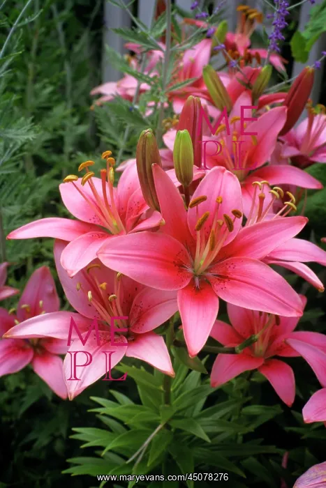 : Pink Day Lilies Blooming in the Garden : Pink Day Lilies Blooming in the Garden