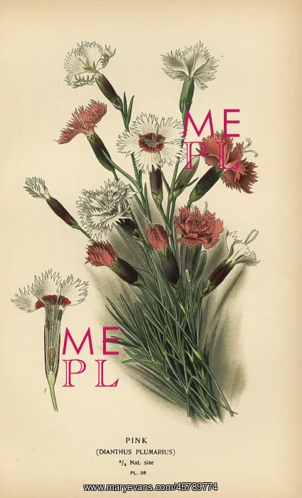 : Pink, Dianthus plumarius : Pink, Dianthus plumarius