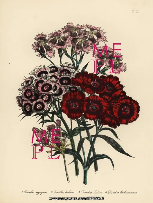 : Pink or Dianthus species : Pink or Dianthus species