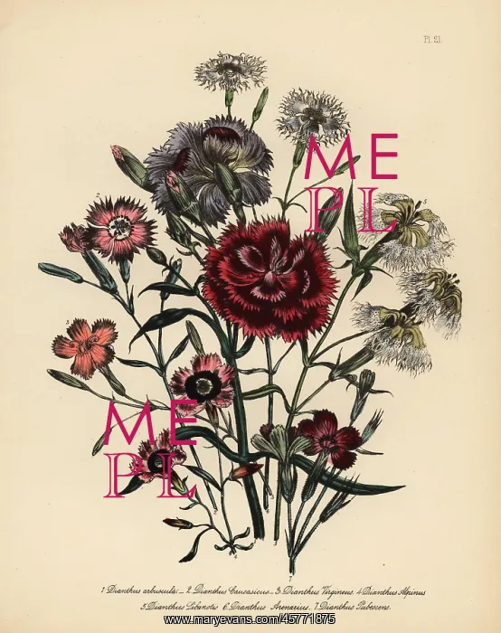: Pink or Dianthus varieties : Pink or Dianthus varieties