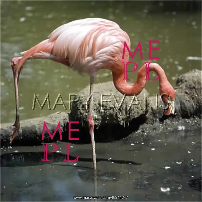  : PINK FLAMINGO 1975