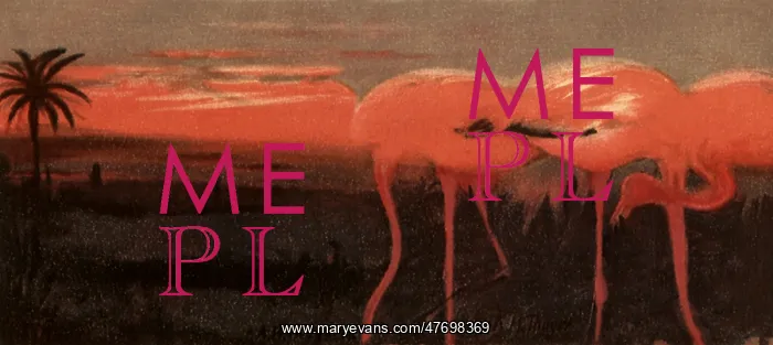 : Pink Flamingoes, Sunset : Pink Flamingoes, Sunset