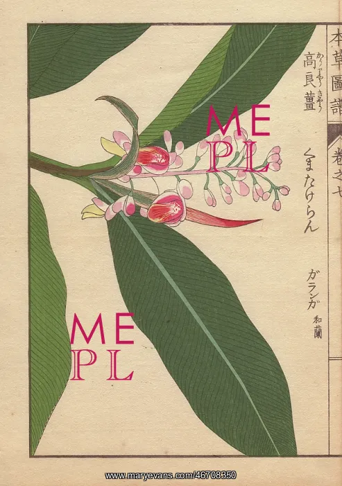 : Pink-flowered garanga or galangal, Alpinia kumatake Mak : Pink-flowered garanga or galangal, Alpinia kumatake Mak