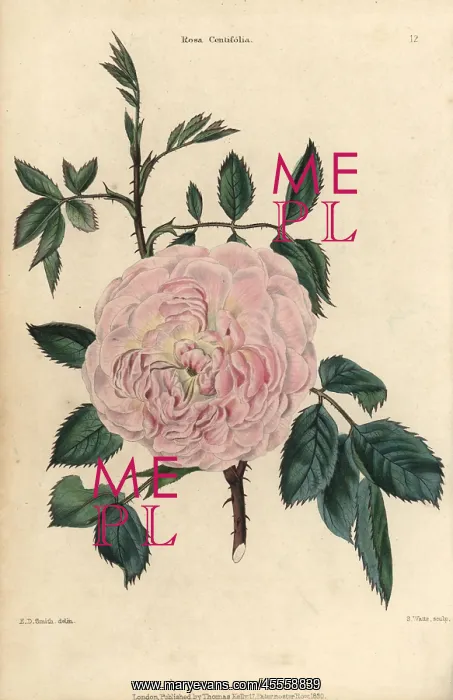 : Pink flowered Rosa centifolia, leaves, thorny stems : Pink flowered Rosa centifolia, leaves, thorny stems
