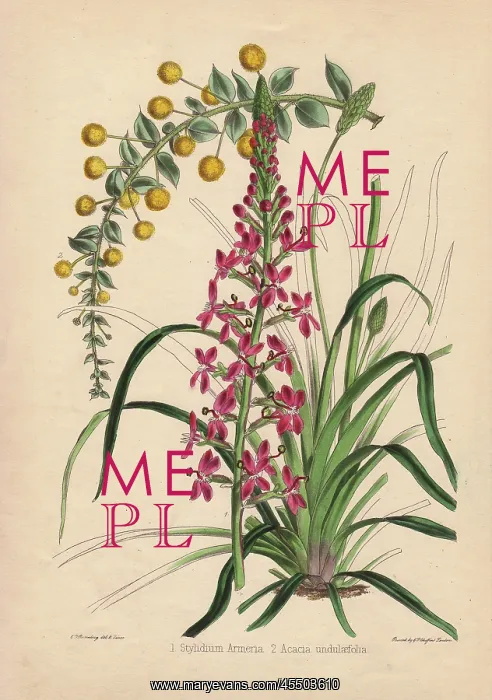 : Pink flowered Stylidium armeria and yellow : Pink flowered Stylidium armeria and yellow