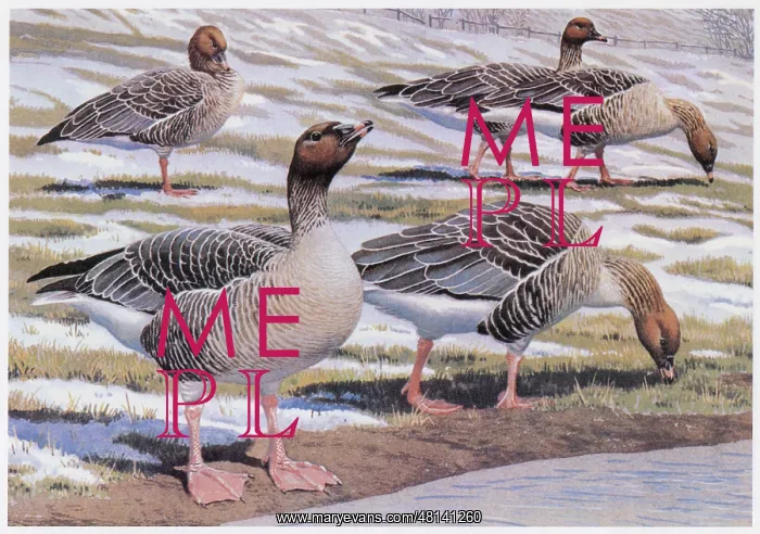  : Pink-footed Geese