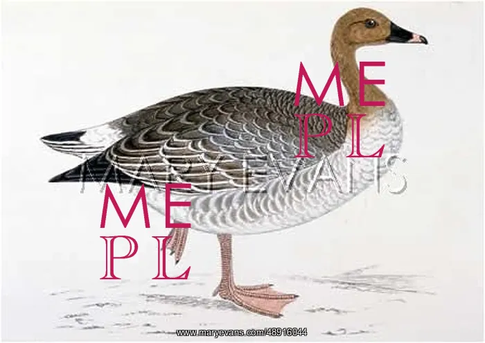  : PINK-FOOTED GOOSE