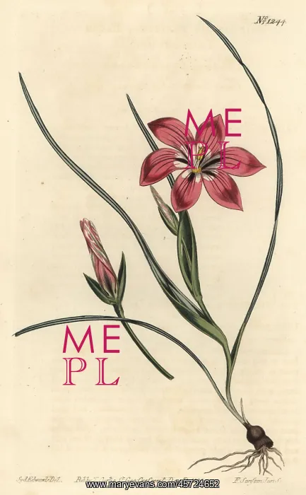 : Pink froetang, Romulea flava : Pink froetang, Romulea flava