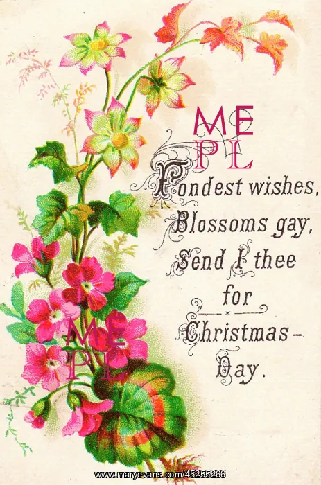  : Pink geraniums on a Christmas card
