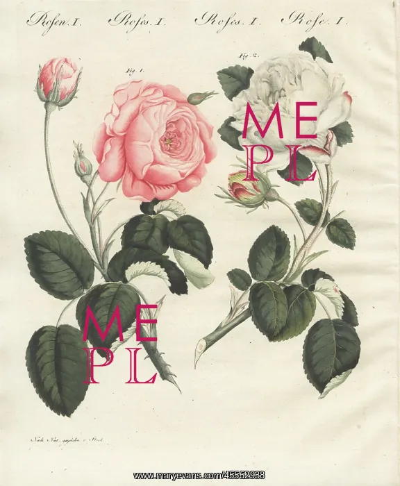 : Pink German centifolia rose and white unique rose : Pink German centifolia rose and white unique rose