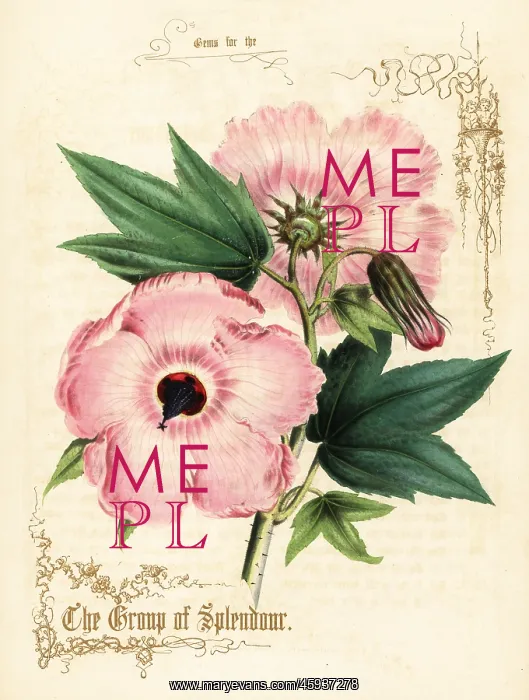 : Pink hibiscus flowers and foliage : Pink hibiscus flowers and foliage