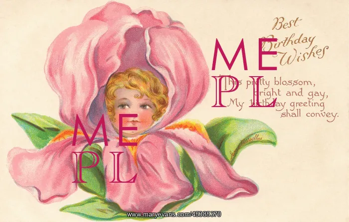 : Pink (Iris) Flower Faces : Pink (Iris) Flower Faces
