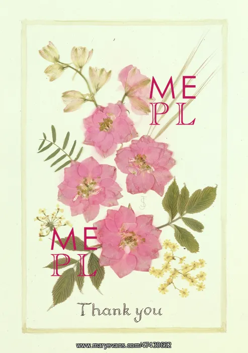 : Pink Larkspur
