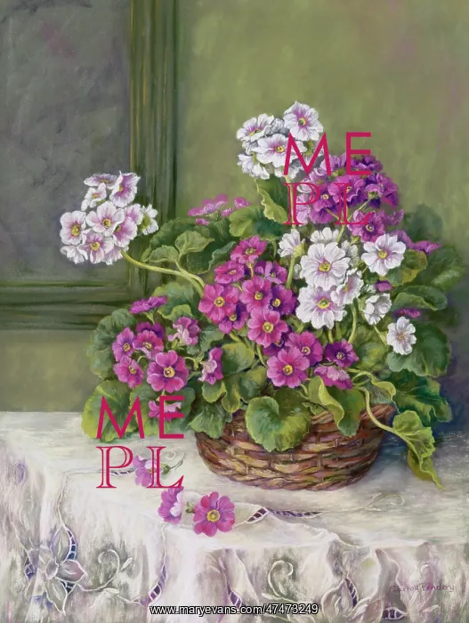 : Pink and mauve primulas in a basket : Pink and mauve primulas in a basket