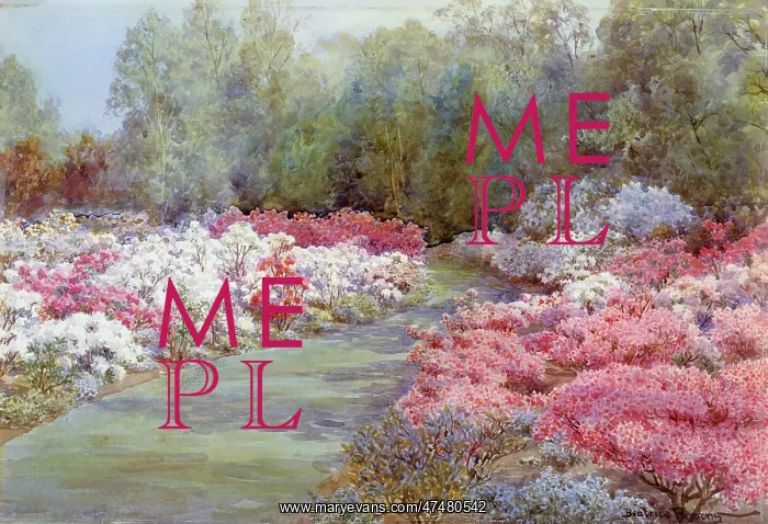  : Pink, Mauve and White Rhododendrons