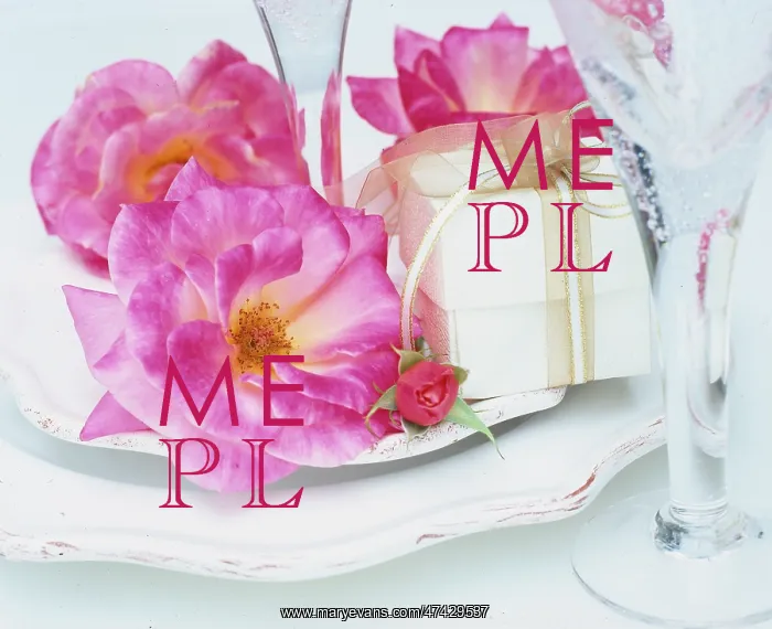 : Pink old-fashioned rose and rosebud ? with white gift box : Pink old-fashioned rose and rosebud ? with white gift box