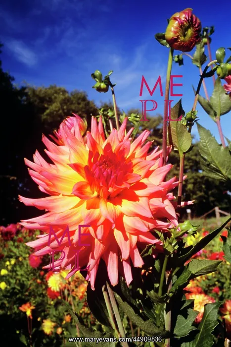: Pink and orange dahlia : Pink and orange dahlia