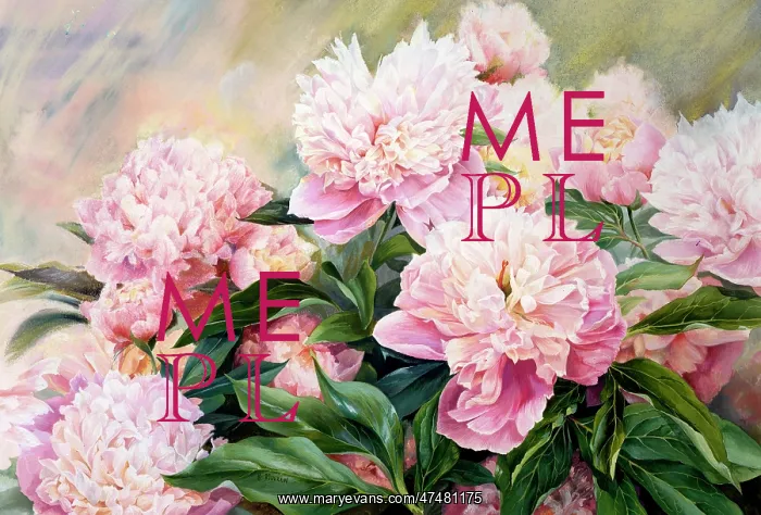  : Pink Paeony