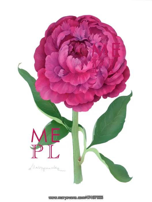  : Pink Peony