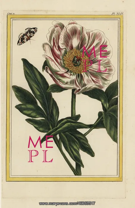 : Pink peony, Paeonia officinalis : Pink peony, Paeonia officinalis