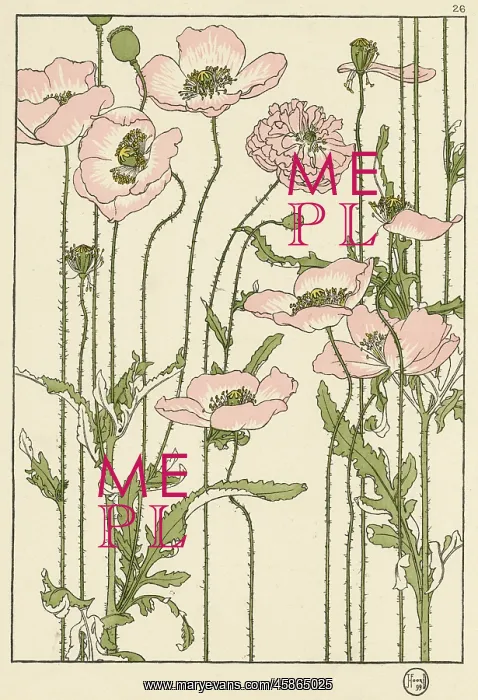 : Pink poppy : Pink poppy