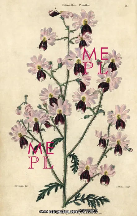  : Pink and purple flowered poor man's orchid
