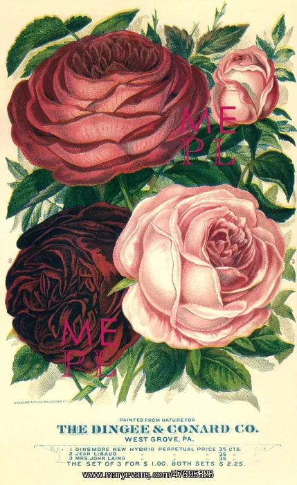  : Four Pink and Red Roses