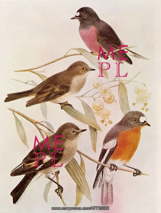  : Pink Robin and Flame Robin
