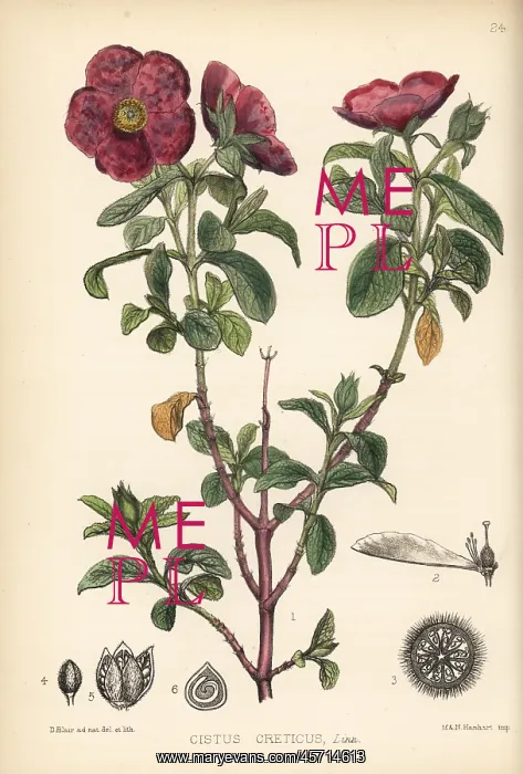 : Pink rock-rose, Cistus creticus : Pink rock-rose, Cistus creticus