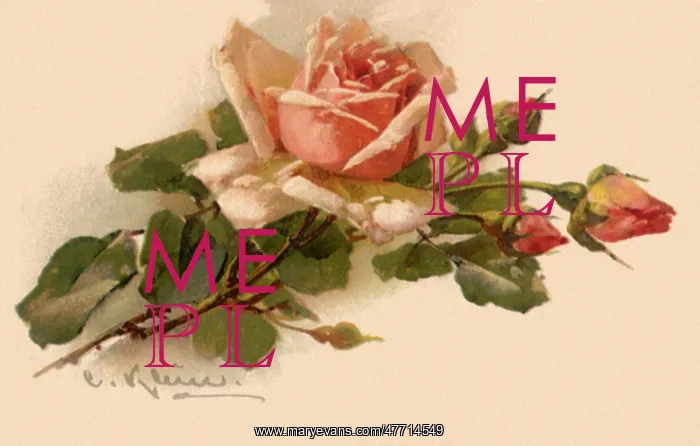  : Pink Rose and Three Buds