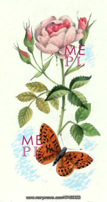  : Pink rose and butterfly