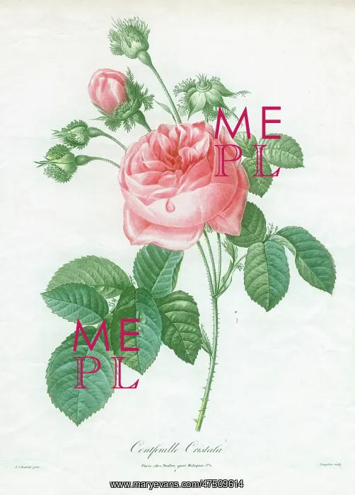 : Pink Rose -Centfeuille Cristata : Pink Rose -Centfeuille Cristata