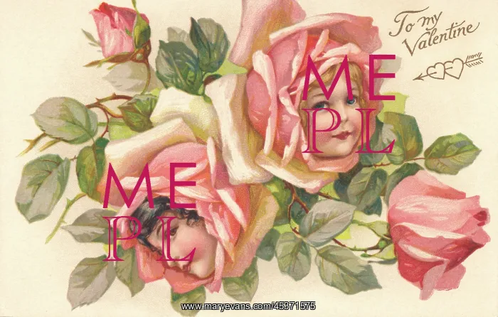 : Pink rose flower faces : Pink rose flower faces