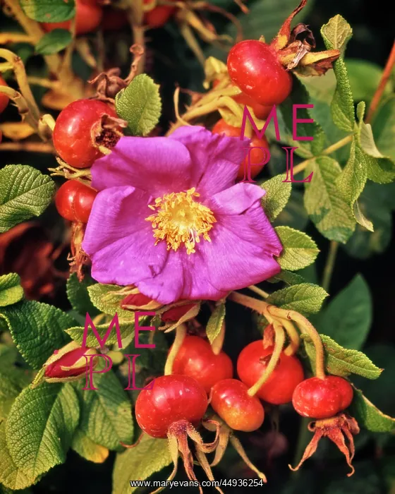 : Pink Rose Flower and Rose Hips Accessory Fruit : Pink Rose Flower and Rose Hips Accessory Fruit