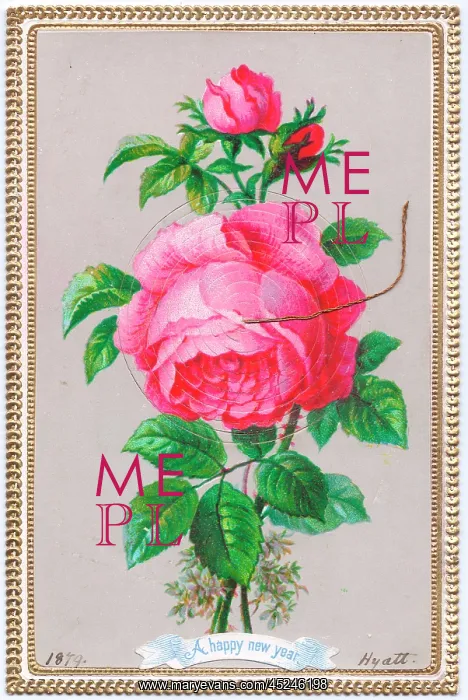 : Pink rose on a New Year card : Pink rose on a New Year card