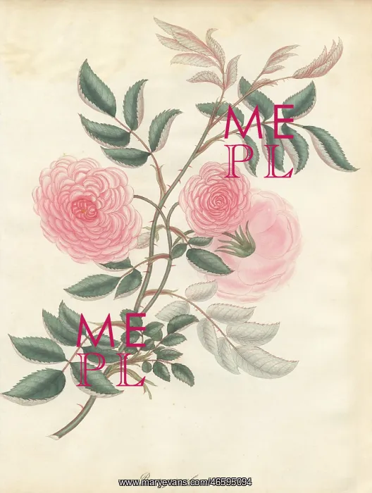 : Pink rose, Rosa gracilis : Pink rose, Rosa gracilis
