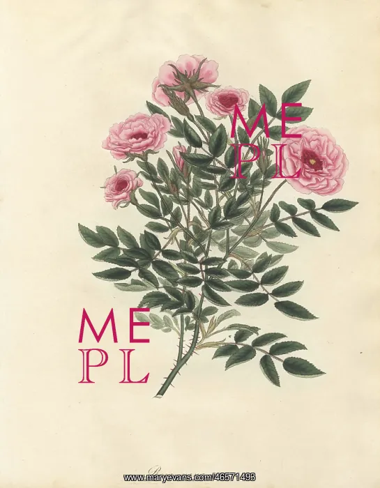 : Pink rose, Rosa nana minor : Pink rose, Rosa nana minor