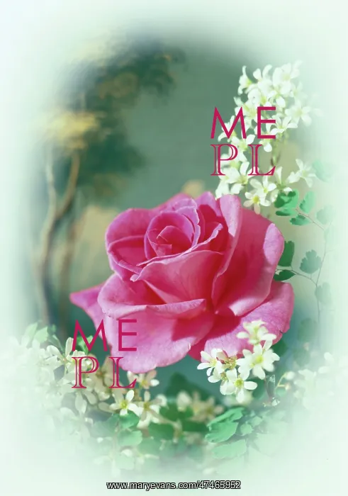  : Pink Rose with white flowers and backdrop of trees