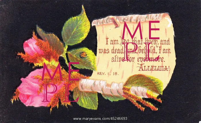 : Pink rosebuds on a religious greetings card : Pink rosebuds on a religious greetings card