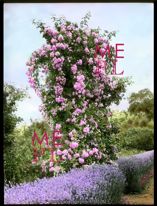 : Pink rosebush with lavender : Pink rosebush with lavender