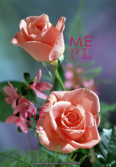  : Pink Roses