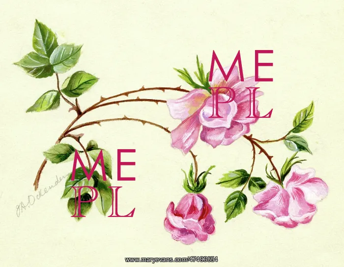  : Pink Roses